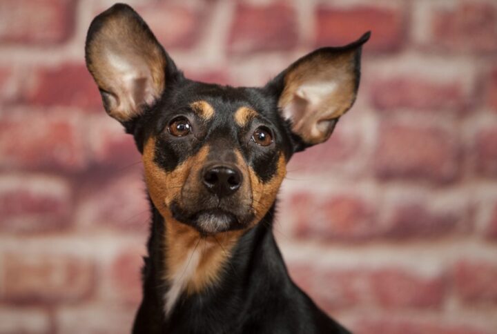 Allergien oder Unverträglichkeiten bei Hunden