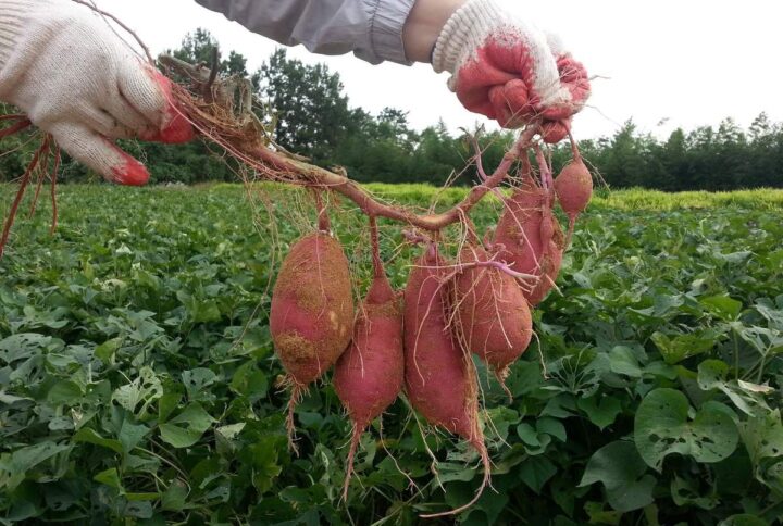 Süßkartoffeln in der Hundeernährung